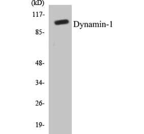 Western Blot - Dynamin-1 Cell Based ELISA Kit (CB5212) - Antibodies.com