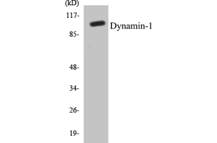 Western Blot - Dynamin-1 Cell Based ELISA Kit (CB5212) - Antibodies.com