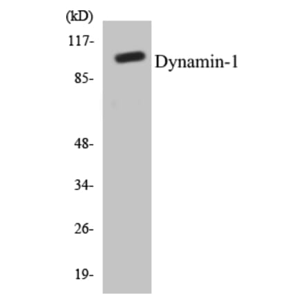 Western Blot - Dynamin-1 Cell Based ELISA Kit (CB5212) - Antibodies.com