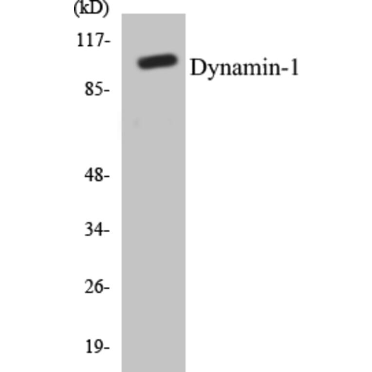 Western Blot - Dynamin-1 Cell Based ELISA Kit (CB5212) - Antibodies.com