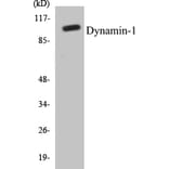 Western Blot - Dynamin-1 Cell Based ELISA Kit (CB5212) - Antibodies.com