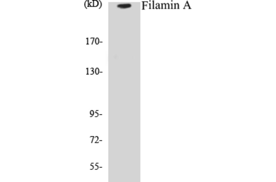 Western Blot - Filamin A Cell Based ELISA Kit (CB5268) - Antibodies.com