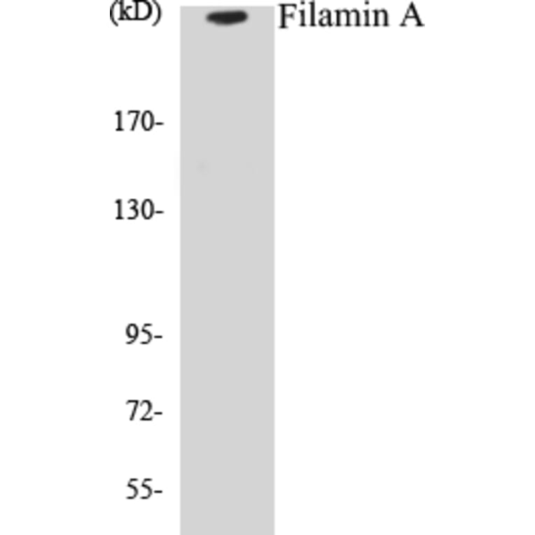 Western Blot - Filamin A Cell Based ELISA Kit (CB5268) - Antibodies.com