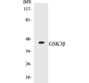Western Blot - GSK3 beta Cell Based ELISA Kit (CB5312) - Antibodies.com