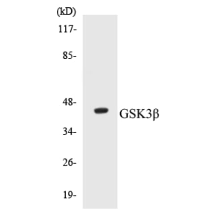 Western Blot - GSK3 beta Cell Based ELISA Kit (CB5312) - Antibodies.com