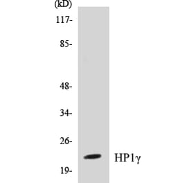 Western Blot - HP1 gamma Cell Based ELISA Kit (CB5341) - Antibodies.com