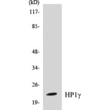 Western Blot - HP1 gamma Cell Based ELISA Kit (CB5341) - Antibodies.com