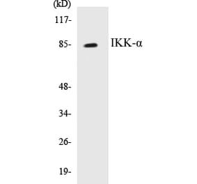 Western Blot - IKK alpha Cell Based ELISA Kit (CB5357) - Antibodies.com