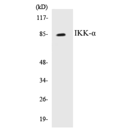 Western Blot - IKK alpha Cell Based ELISA Kit (CB5357) - Antibodies.com