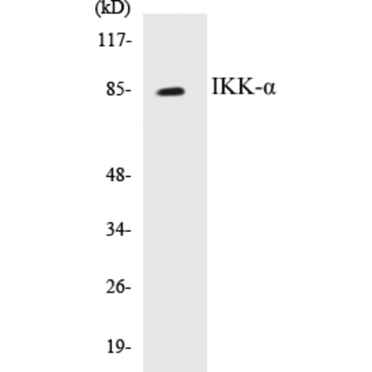 Western Blot - IKK alpha Cell Based ELISA Kit (CB5357) - Antibodies.com