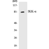 Western Blot - IKK alpha Cell Based ELISA Kit (CB5357) - Antibodies.com