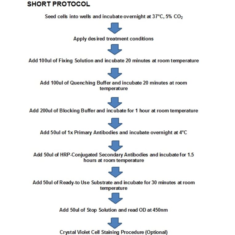 Protocol Summary - Keratin 5 Cell Based ELISA Kit (CB5400) - Antibodies.com