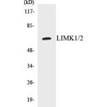 Western Blot - LIMK1 + 2 Cell Based ELISA Kit (CB5416) - Antibodies.com