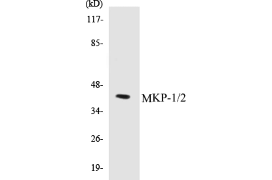 Western Blot - MKP-1 + 2 Cell Based ELISA Kit (CB5454) - Antibodies.com