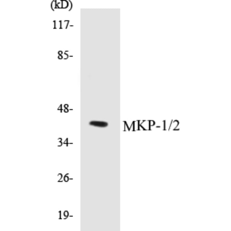 Western Blot - MKP-1 + 2 Cell Based ELISA Kit (CB5454) - Antibodies.com