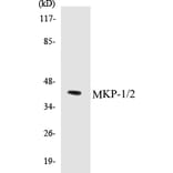 Western Blot - MKP-1 + 2 Cell Based ELISA Kit (CB5454) - Antibodies.com