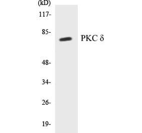 Western Blot - PKC delta Cell Based ELISA Kit (CB5563) - Antibodies.com