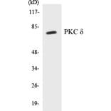 Western Blot - PKC delta Cell Based ELISA Kit (CB5563) - Antibodies.com