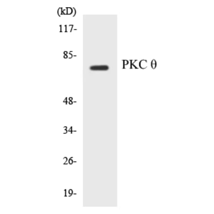 Western Blot - PKC theta Cell Based ELISA Kit (CB5566) - Antibodies.com