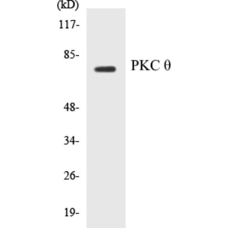 Western Blot - PKC theta Cell Based ELISA Kit (CB5566) - Antibodies.com