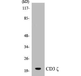 Western Blot - CD3 zeta Cell Based ELISA Kit (CB5115) - Antibodies.com