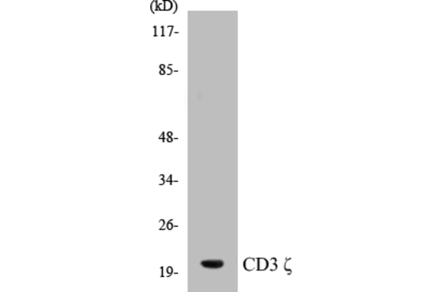 Western Blot - CD3 zeta Cell Based ELISA Kit (CB5115) - Antibodies.com