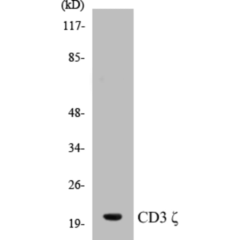 Western Blot - CD3 zeta Cell Based ELISA Kit (CB5115) - Antibodies.com