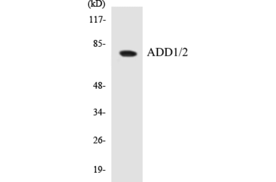 Western Blot - ADD1 + 2 Cell Based ELISA Kit (CB5023) - Antibodies.com
