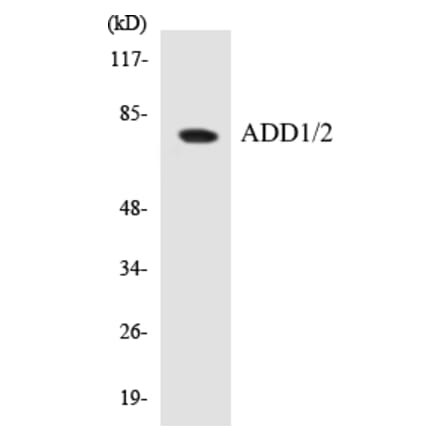 Western Blot - ADD1 + 2 Cell Based ELISA Kit (CB5023) - Antibodies.com