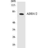 Western Blot - ADD1 + 2 Cell Based ELISA Kit (CB5023) - Antibodies.com