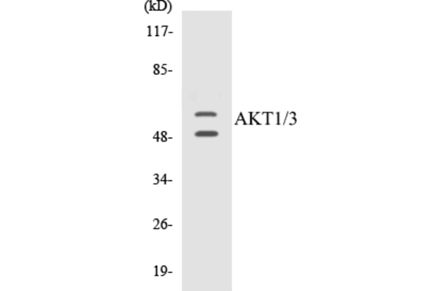 Western Blot - AKT1 + 3 Cell Based ELISA Kit (CB5030) - Antibodies.com