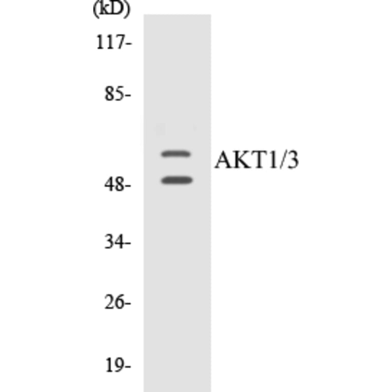 Western Blot - AKT1 + 3 Cell Based ELISA Kit (CB5030) - Antibodies.com