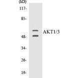 Western Blot - AKT1 + 3 Cell Based ELISA Kit (CB5030) - Antibodies.com