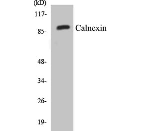 Western Blot - Calnexin Cell Based ELISA Kit (CB5089) - Antibodies.com