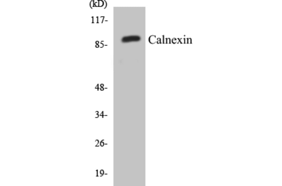 Western Blot - Calnexin Cell Based ELISA Kit (CB5089) - Antibodies.com