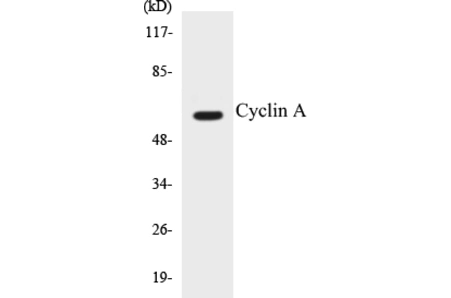 Western Blot - Cyclin A Cell Based ELISA Kit (CB5182) - Antibodies.com