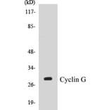 Western Blot - Cyclin G Cell Based ELISA Kit (CB5192) - Antibodies.com