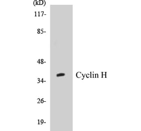 Western Blot - Cyclin H Cell Based ELISA Kit (CB5193) - Antibodies.com