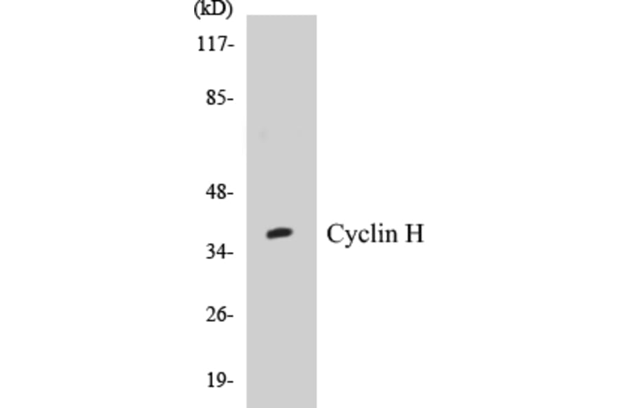 Western Blot - Cyclin H Cell Based ELISA Kit (CB5193) - Antibodies.com