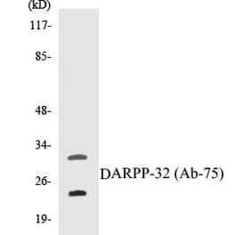 Western Blot - DARPP-32 Cell Based ELISA Kit (CB5199) - Antibodies.com