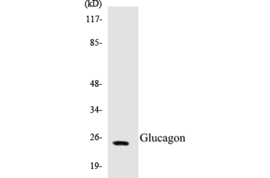 Western Blot - Glucagon Cell Based ELISA Kit (CB5294) - Antibodies.com