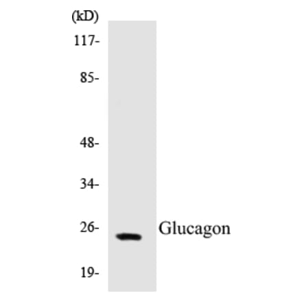 Western Blot - Glucagon Cell Based ELISA Kit (CB5294) - Antibodies.com