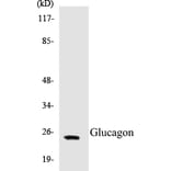 Western Blot - Glucagon Cell Based ELISA Kit (CB5294) - Antibodies.com