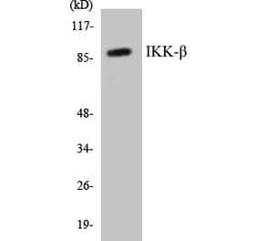 Western Blot - IKK beta Cell Based ELISA Kit (CB5359) - Antibodies.com