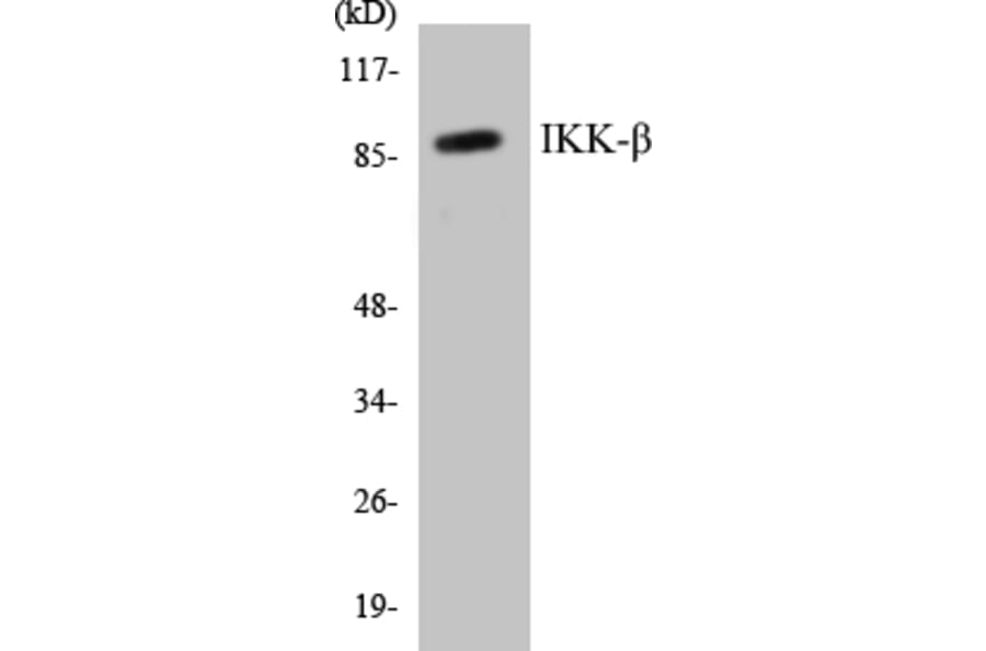 Western Blot - IKK beta Cell Based ELISA Kit (CB5359) - Antibodies.com