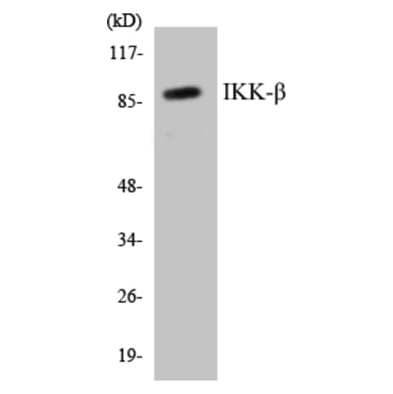 Western Blot - IKK beta Cell Based ELISA Kit (CB5359) - Antibodies.com