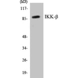 Western Blot - IKK beta Cell Based ELISA Kit (CB5359) - Antibodies.com