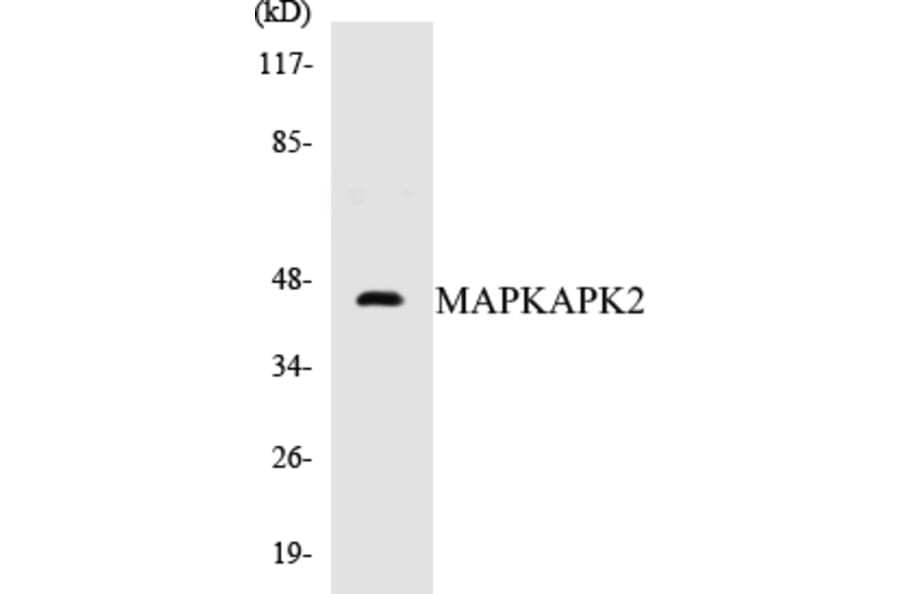Western Blot - MAPKAPK2 Cell Based ELISA Kit (CB5428) - Antibodies.com