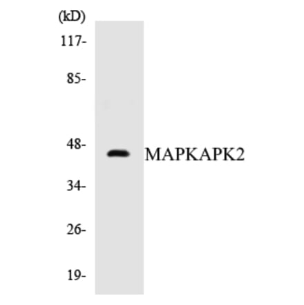 Western Blot - MAPKAPK2 Cell Based ELISA Kit (CB5428) - Antibodies.com