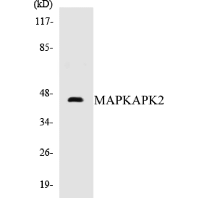 Western Blot - MAPKAPK2 Cell Based ELISA Kit (CB5428) - Antibodies.com